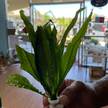 Java Fern