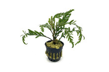 Hygrophila Pinnatifida
