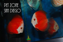 Melon Red Discus