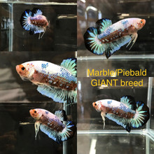 Giant Plakat Betta, Asst.