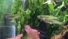 Paska's Blue-Eye Rainbowfish - Pseudomugil paskai