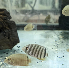Red Shoulder Severum