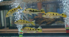 Mono Peacock Bass (Cichla monoculus)