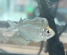 humpyhead_perchlet_glassfish__