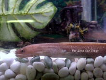 Freshwater Snowflake Moray Eel (Gymnothorax tile)