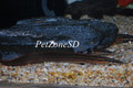 Fire Eel (Mastacembelus erythrotaenia)