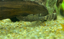 Bristlenose Pleco, Small