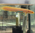 Albino Cuvier Bichir (Senegalus Bichir)