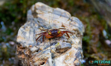 Red Devil Crab