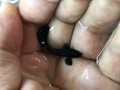 Black Moscow Guppy