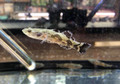 Marble Goby