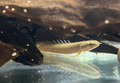 Marbled Bichir