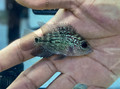 Kamfa Flowerhorn Fry 