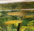 Silver Arowana, L