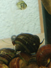 Black Mystery Snail