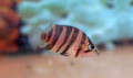 Indo Tiger Datnoid, Small