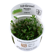 Tropica Marsilea Crenata 1-2-Grow! Tissue Culture