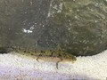 Juvenile Spanish Ribbed Newt