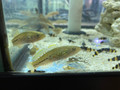 PURPLE SPOTTED MOGURNDA GUDGEON 