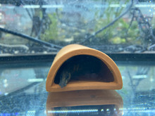 Half-Banded Spiny Eel