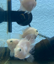 Platinum Parrot Cichlid