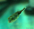 Fahaka Puffer - Small