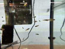 White Cloud Mountain Minnow (BUNDLE)