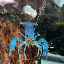 Electric Blue Lobster - Procambarus alleni