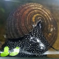 White Spotted Towuti Rabbit Snail