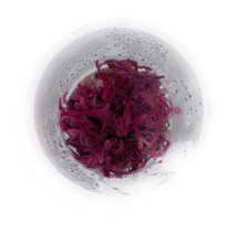 HYGROPHILA LANCEA 'CHAI' TISSUE CULTURE