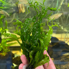 Windelov Java Fern