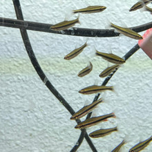 Beckford's Golden Pencil Fish