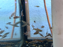 Beckford's Red Pencil Fish
