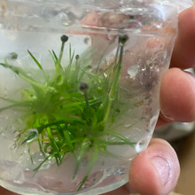 Eriocaulon Cinereum - Ashy Pipewort