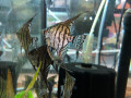 Zebra Lace Angelfish - Large