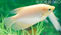 Leucistic Giant Gourami