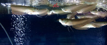 Silver Arowana, Small