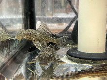 Common Pleco - Medium