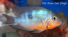 Firemouth Cichlid - Thorichthys meeki