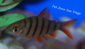 Six-Banded Distichodus Fry - Distichodus sexfasciatus