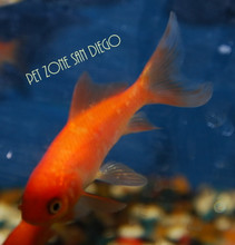 Comet Goldfish