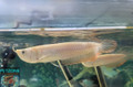 Leucistic Silver Arowana, Medium