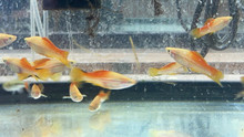 Pineapple Swordtail (Xiphophorus hellerii)