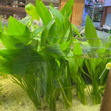 Amazon Sword Plant