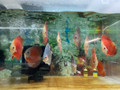 Assorted Discus - Large