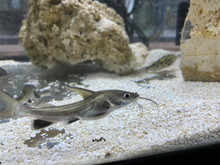 White Tip Shark Catfish