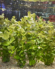 Bacopa Caroliniana