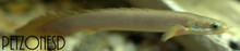 Senegal Bichir (Gray Bichir) - Small