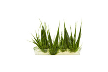 Mini Dwarf Hair Grass 'Eleocharis Acicularis' Tissue Culture