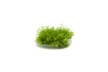 Hеmіаnthuѕ Cаllіtrісhоіdеѕ 'Cuba' Dwarf Baby Tears Tissue Culture